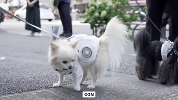Japón busca aliviar el calor de sus mascotas con chalecos refrigerantes de doble ventilador Japón busca aliviar el calor de sus mascotas con chalecos refrigerantes de doble ventilador