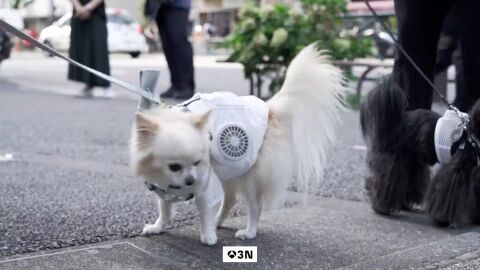 Jap&oacute;n busca aliviar el calor de sus mascotas con chalecos refrigerantes de doble ventilador