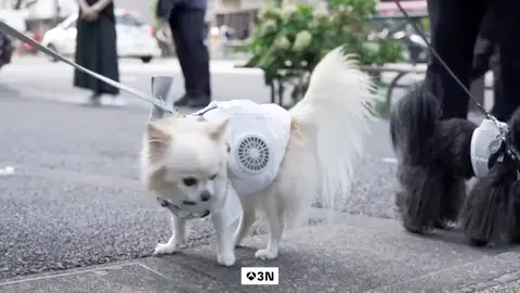 Japón busca aliviar el calor de sus mascotas con chalecos refrigerantes de doble ventilador Japón busca aliviar el calor de sus mascotas con chalecos refrigerantes de doble ventilador