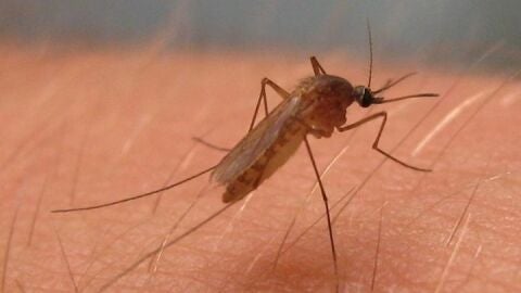 Un mosquito transmisor del virus del Nilo Occidental en una imagen de archivo.