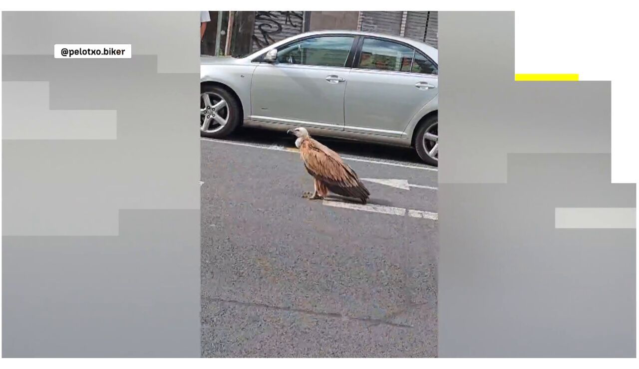 Un buitre por las calles de Vitoria 