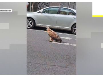 Un buitre por las calles de Vitoria Un buitre por las calles de Vitoria