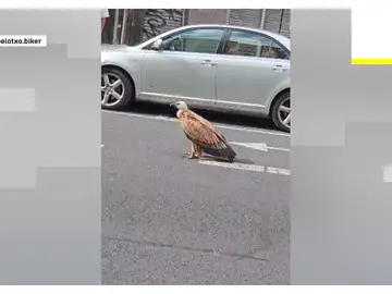 Un buitre por las calles de Vitoria Un buitre por las calles de Vitoria