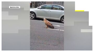 Un buitre por las calles de Vitoria 