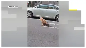 Un buitre por las calles de Vitoria Un buitre por las calles de Vitoria