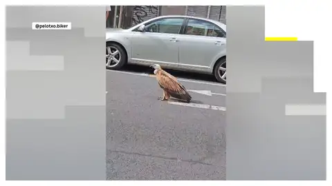 Un buitre por las calles de Vitoria Antena 3 Noticias