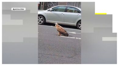VIDEO: Un buitre desorientado sorprende a los vecinos en plena calle del centro de Vitoria