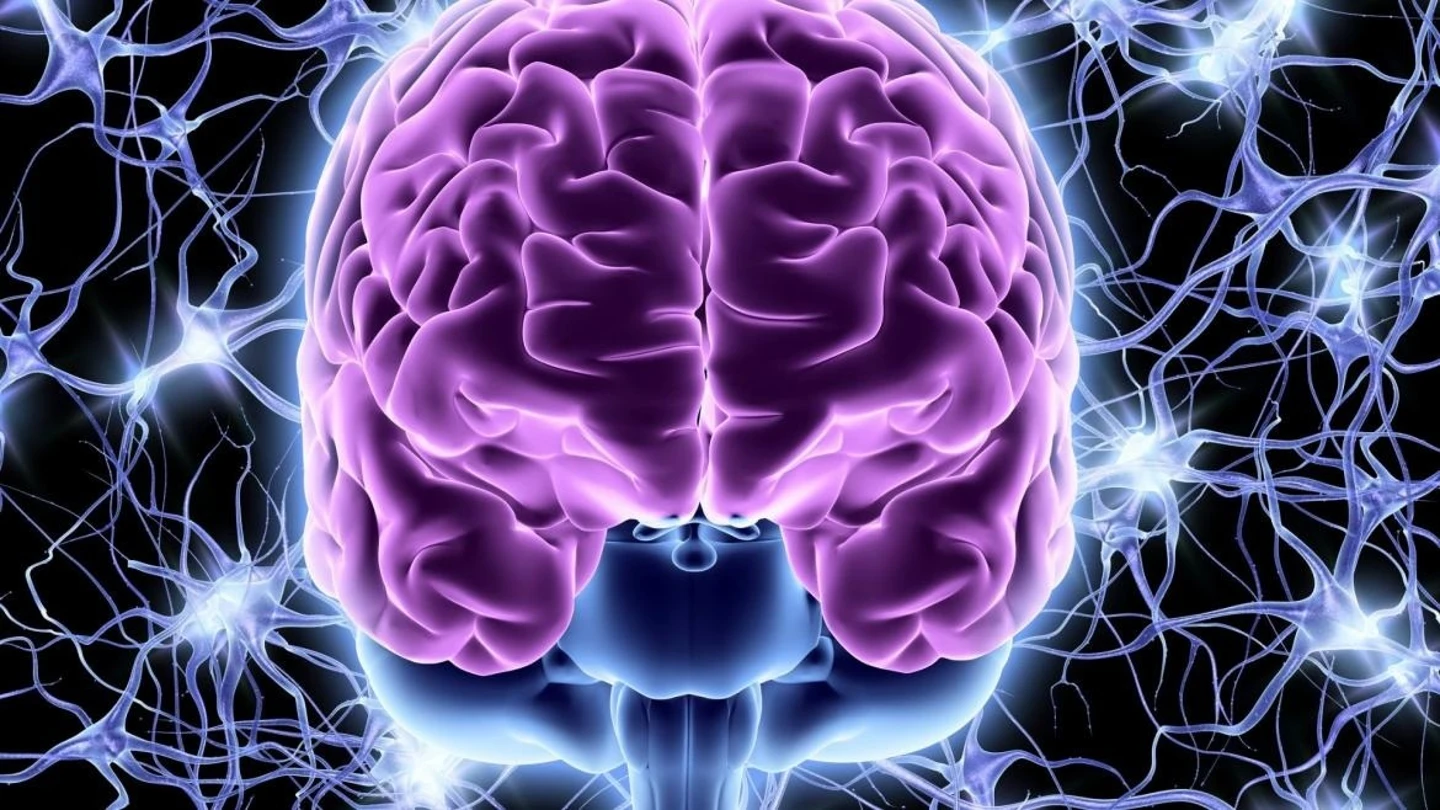 Cerebro Cerebro