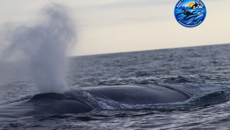 Imagen de una ballena azul en A Coru&ntilde;a 