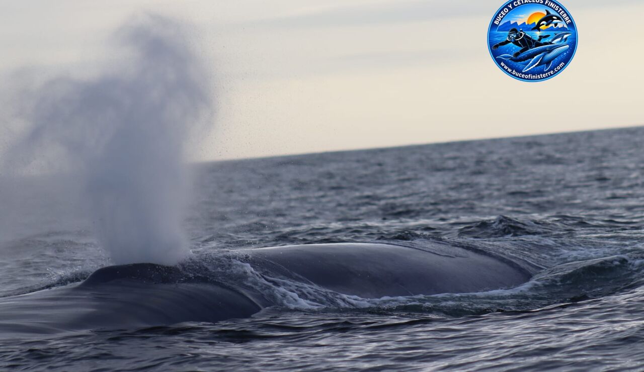 Imagen de una ballena azul en A Coru&ntilde;a 