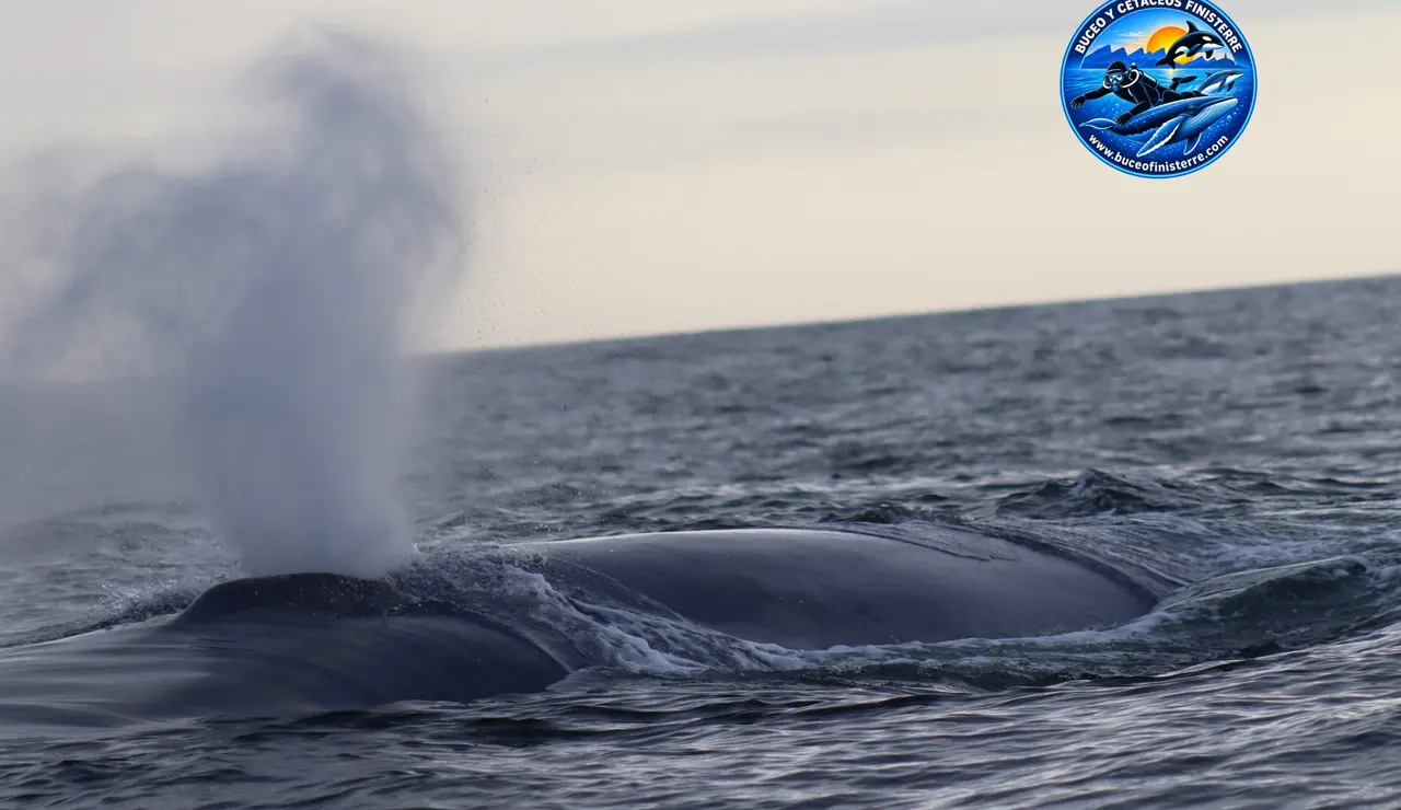 Imagen de una ballena azul en A Coruña