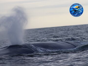 Imagen de una ballena azul en A Coruña Imagen de una ballena azul en A Coruña