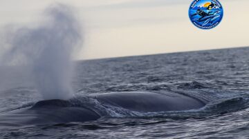 Imagen de una ballena azul en A Coru&ntilde;a 