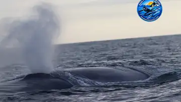 Imagen de una ballena azul en A Coruña Imagen de una ballena azul en A Coruña