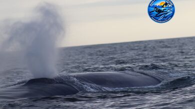 Cuatro ballenas azules sorprenden a los trabajadores de una empresa de buceo en Cabo Fisterra, A Coruña