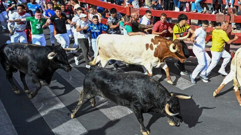 Primer d&iacute;a de encierros en Sanse 2026