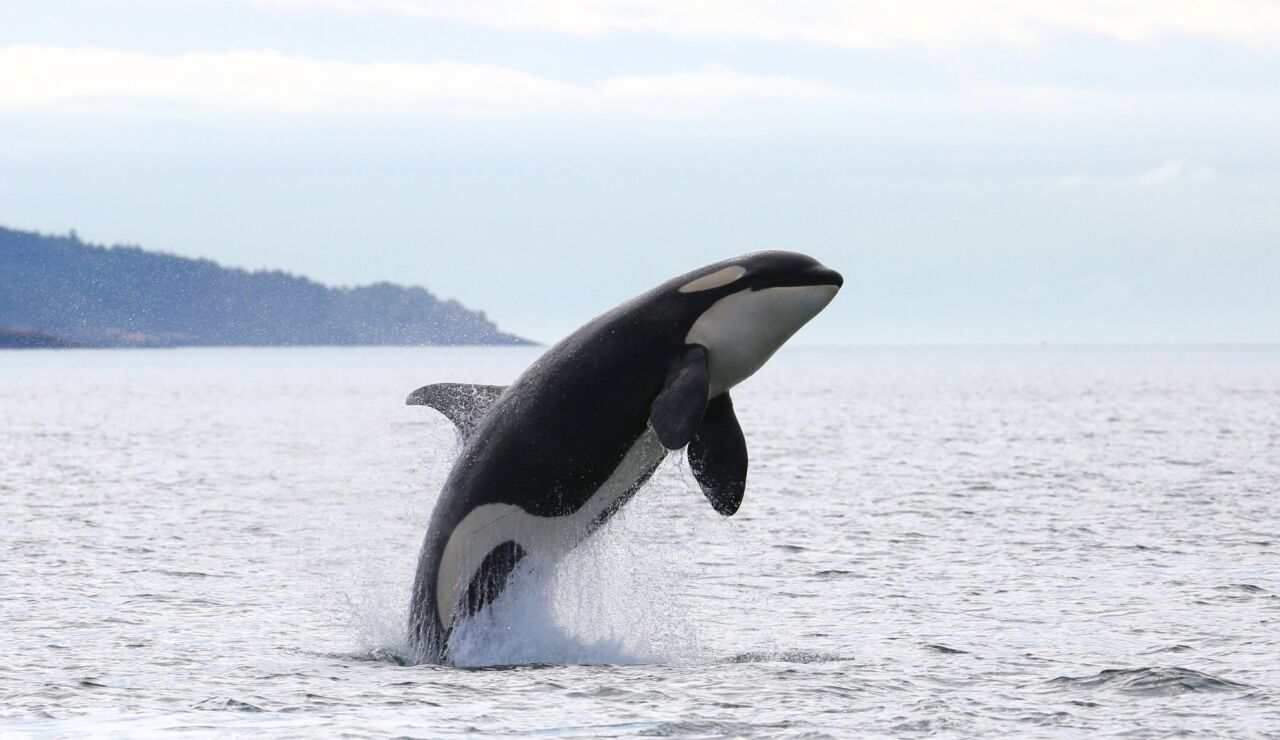 Un grupo de orcas ataca un velero con cinco tripulantes a bordo tras una regata en la r&iacute;a de Pontevedra y le destrozan el tim&oacute;n