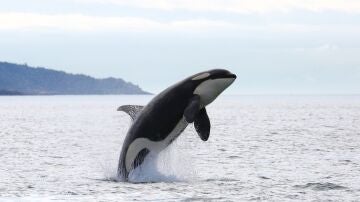 Un grupo de orcas ataca un velero con cinco tripulantes a bordo tras una regata en la r&iacute;a de Pontevedra y le destrozan el tim&oacute;n