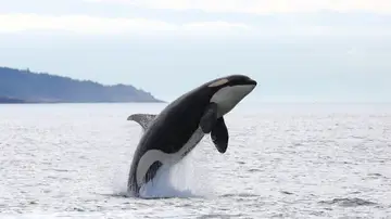 Un grupo de orcas ataca un velero con cinco tripulantes a bordo tras una regata en la ría de Pontevedra y le destrozan el timón Un grupo de orcas ataca un velero con cinco tripulantes a bordo tras una regata en la ría de Pontevedra y le destrozan el timón