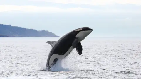 Un grupo de orcas ataca un velero con cinco tripulantes a bordo tras una regata en la ría de Pontevedra y le destrozan el timón Un grupo de orcas ataca un velero con cinco tripulantes a bordo tras una regata en la ría de Pontevedra y le destrozan el timón