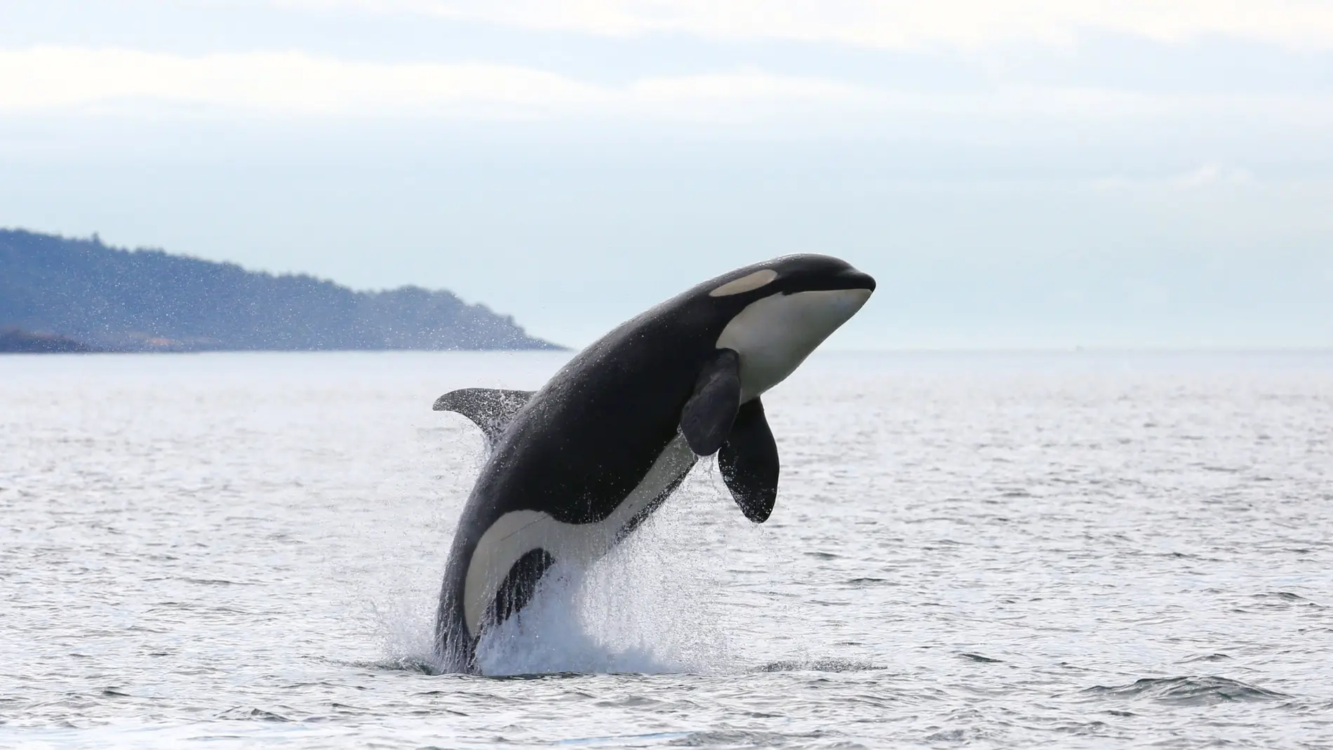 Un grupo de orcas ataca un velero con cinco tripulantes a bordo tras una regata en la ría de Pontevedra y le destrozan el timón Un grupo de orcas ataca un velero con cinco tripulantes a bordo tras una regata en la ría de Pontevedra y le destrozan el timón