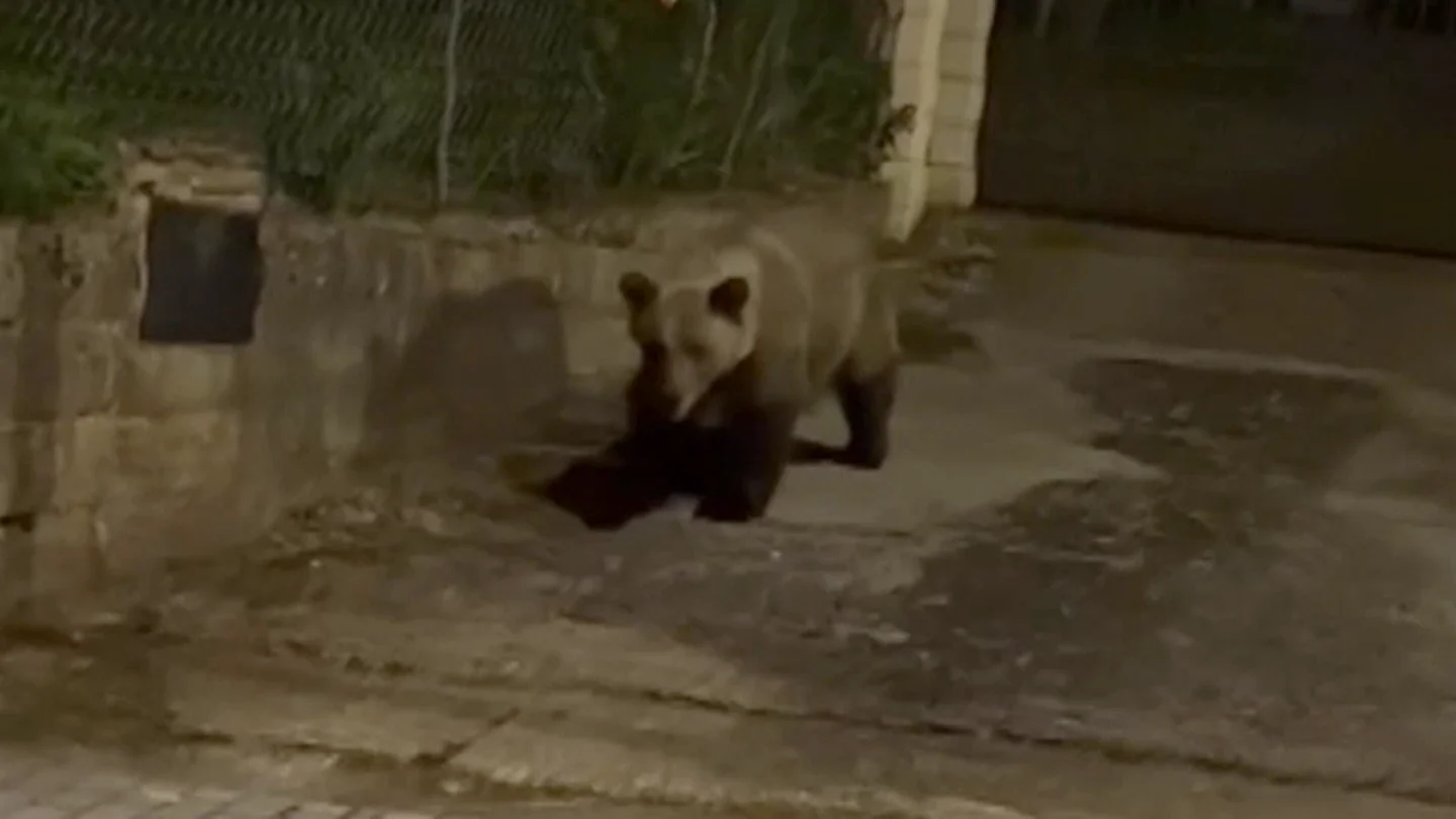 Imagen de un oso Imagen de un oso