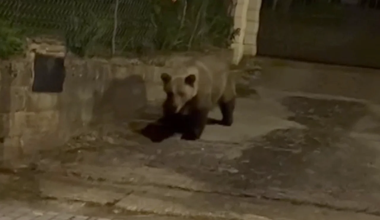 Imagen de un oso
