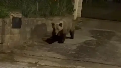 Imagen de un oso Imagen de un oso