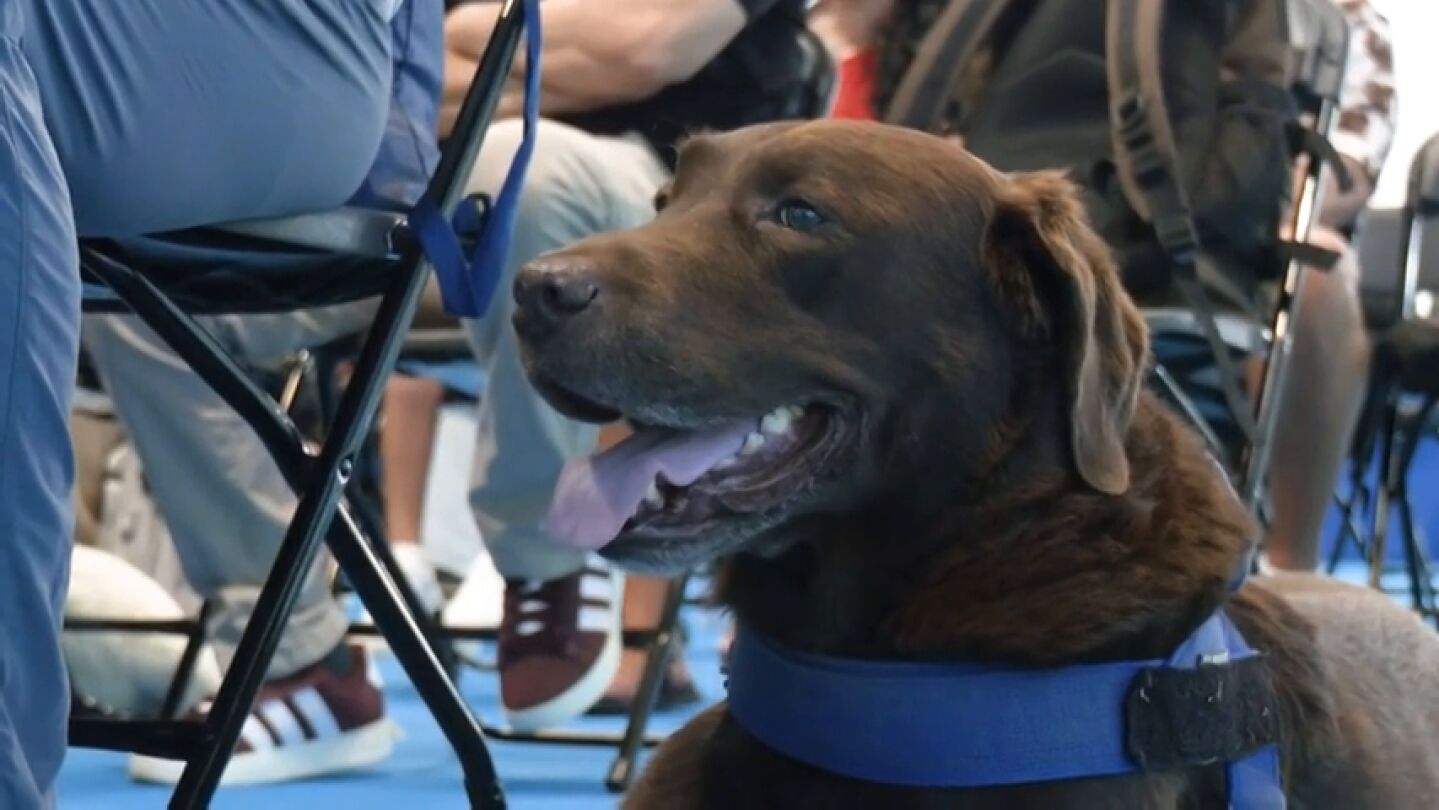 Perros gu&iacute;a para ayudar en autonom&iacute;a y en formaci&oacute;n para el empleo