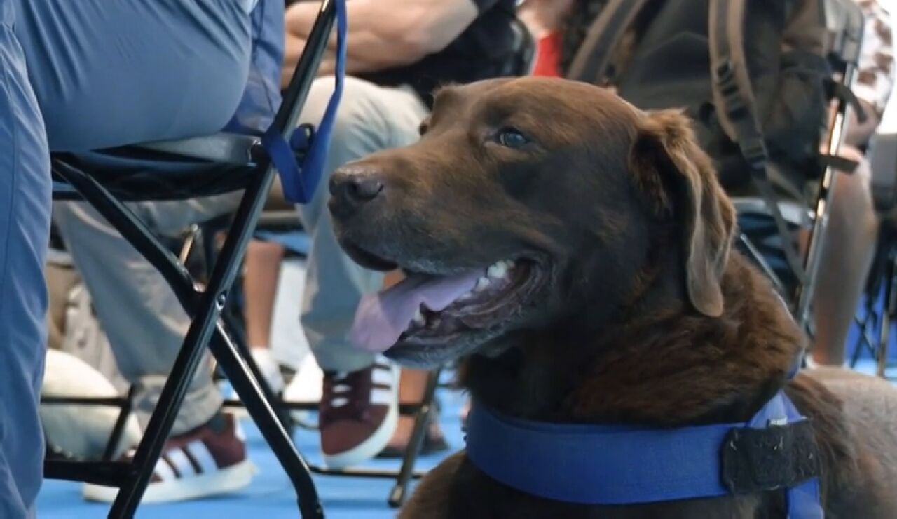 Perro gu&iacute;a en Canarias