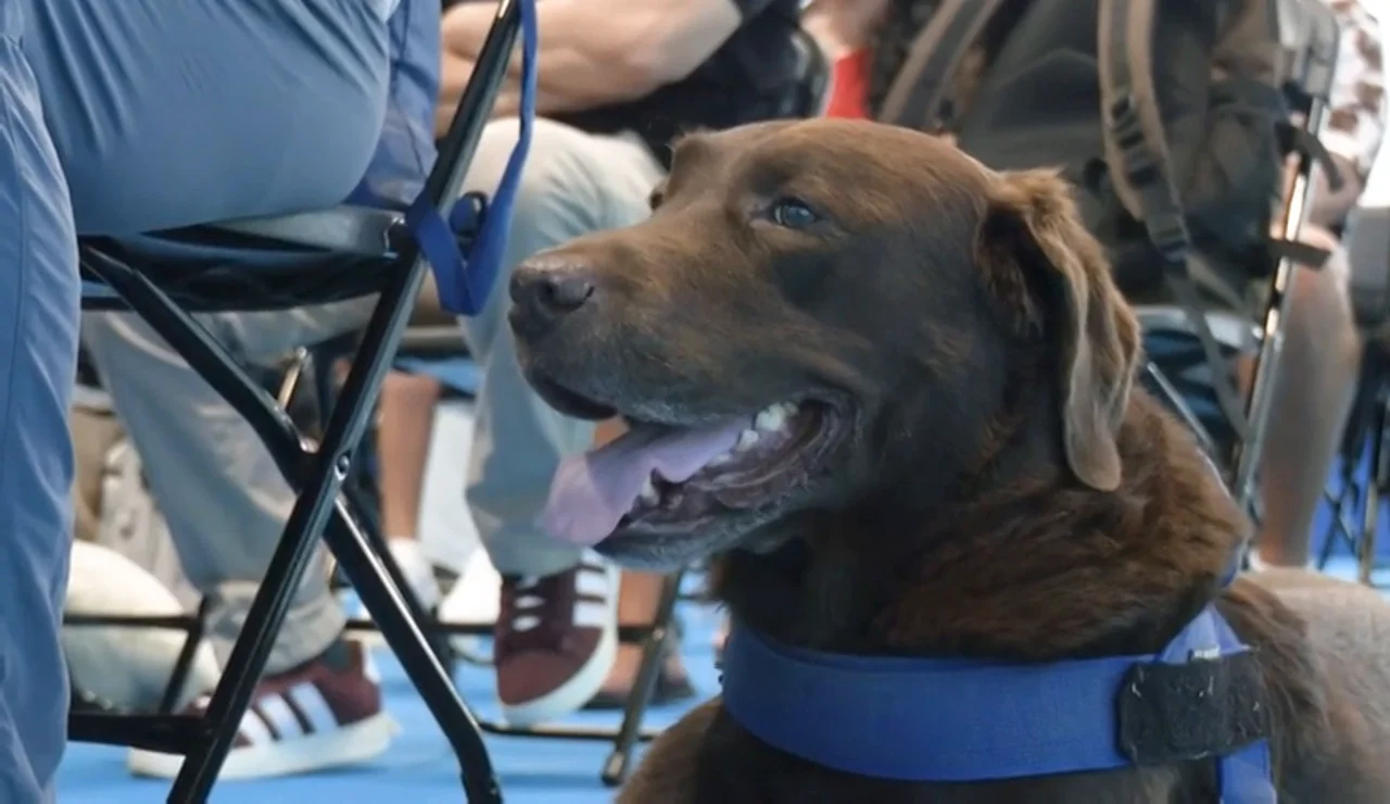 Perro guía en Canarias