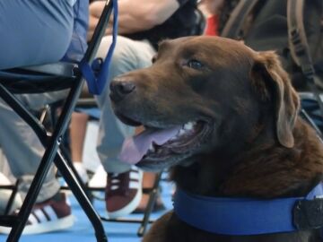 Perros gu&iacute;a para ayudar en autonom&iacute;a y en formaci&oacute;n para el empleo