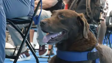 Perro guía en Canarias Perro guía en Canarias