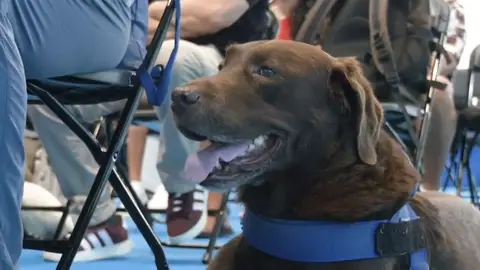 Perro guía en Canarias Perros guía para ayudar en autonomía y en formación para el empleo