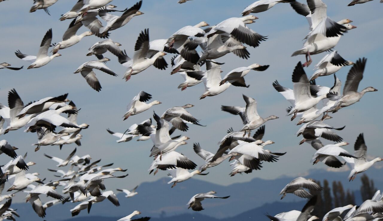 Aves migrando