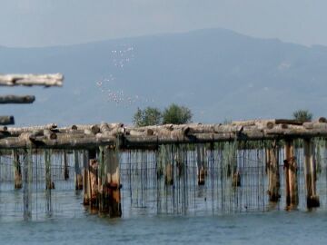 Mejill&oacute;n en el Delta del Ebro