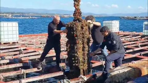 Rescate histórico en la ría de Arousa: un albariño único en el mundo vuelve a la superficie 15 años después Rescate histórico en la ría de Arousa: un albariño único en el mundo vuelve a la superficie 15 años después