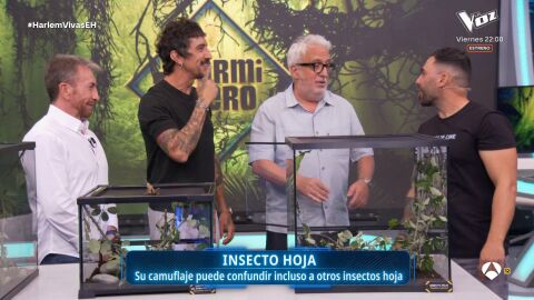 La ciencia m&aacute;s salvaje de Marron: Insectos y ar&aacute;cnidos de todo el planeta llegan al plat&oacute;