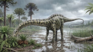 Identifican en Teruel el primer 'Diplodocus' que vivi&oacute; en el continente europeo