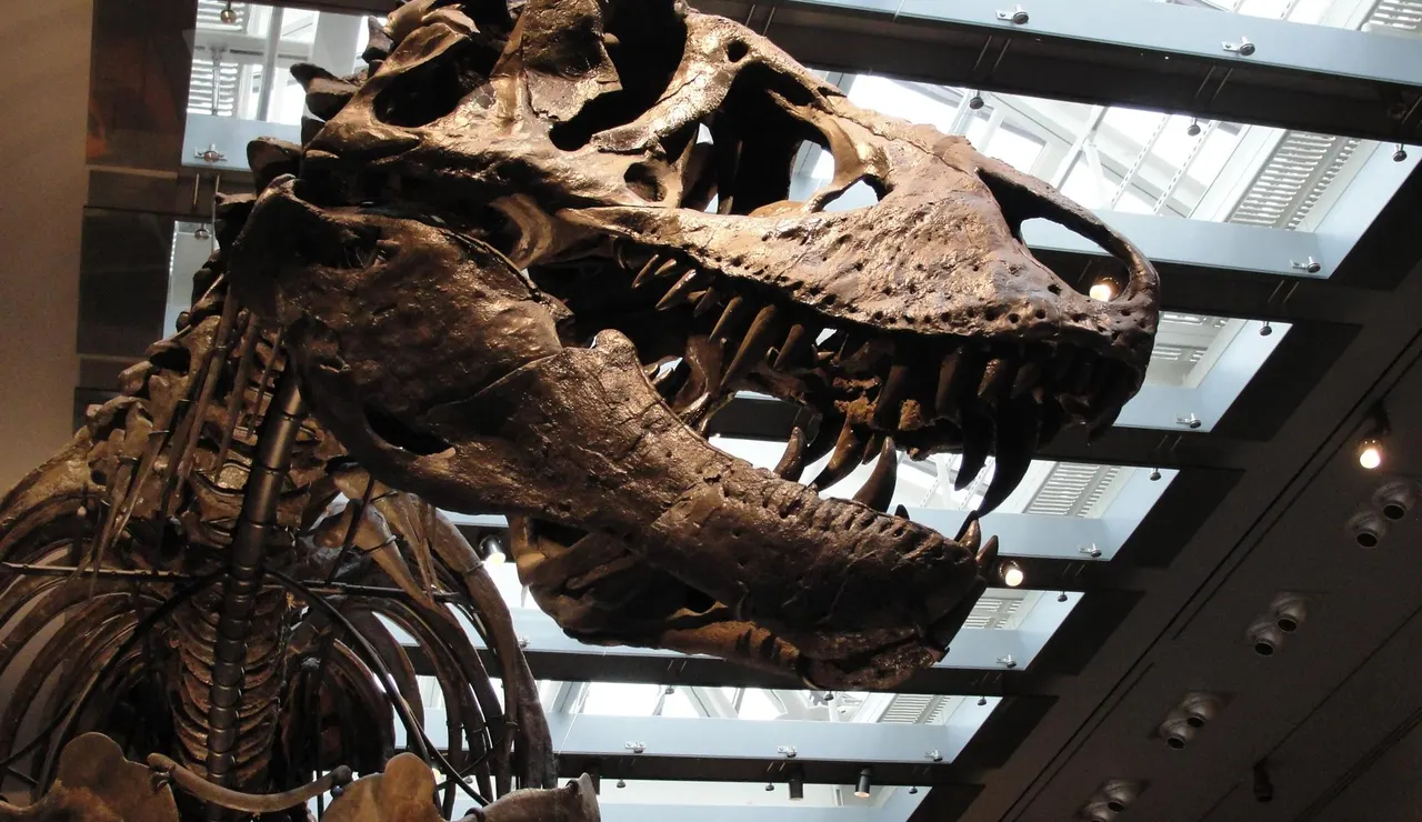Imagen del cráneo del Tyrannosaurus rex 'Thomas'