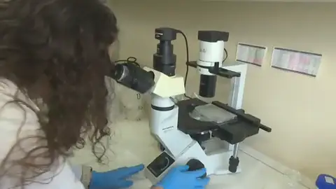 El tesoro oculto del chicharro: la ciencia académica halla en este pescado un escudo frente a células cancerígenas El tesoro oculto del chicharro: la ciencia académica halla en este pescado un escudo frente a células cancerígenas