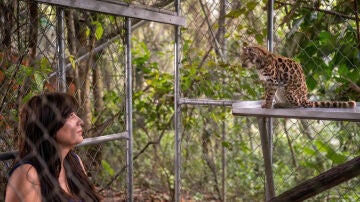 Cient&iacute;ficos descubren el' Leopardus tilcayo': una nueva especie de felino salvaje en m&aacute;s de un siglo de investigaci&oacute;n