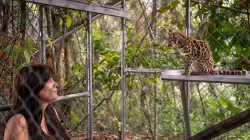 Científicos descubren el' Leopardus tilcayo': una nueva especie de felino salvaje en más de un siglo de investigación Científicos descubren el' Leopardus tilcayo': una nueva especie de felino salvaje en más de un siglo de investigación