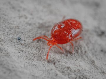 Imagen de archivo de un &aacute;caro rojo