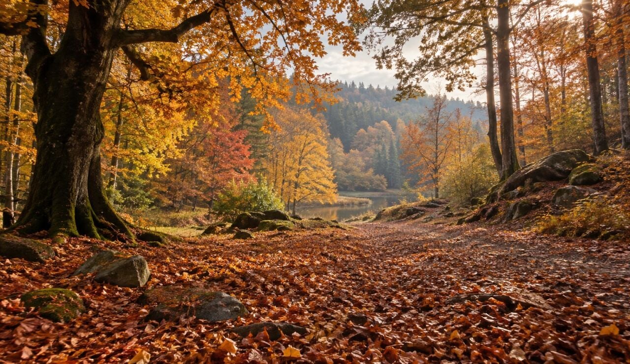 Oto&ntilde;o