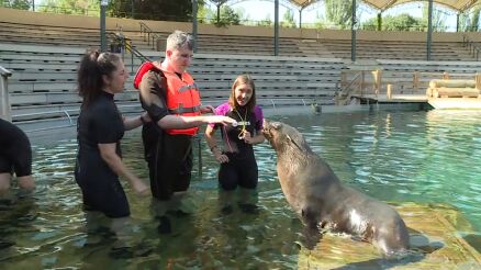 Bigotes y aletas que sanan: el poder terap&eacute;utico de los osos marinos. Un equipo de Espejo P&uacute;blico se sumerge en esta experiencia junto a usuarios y monitoras.