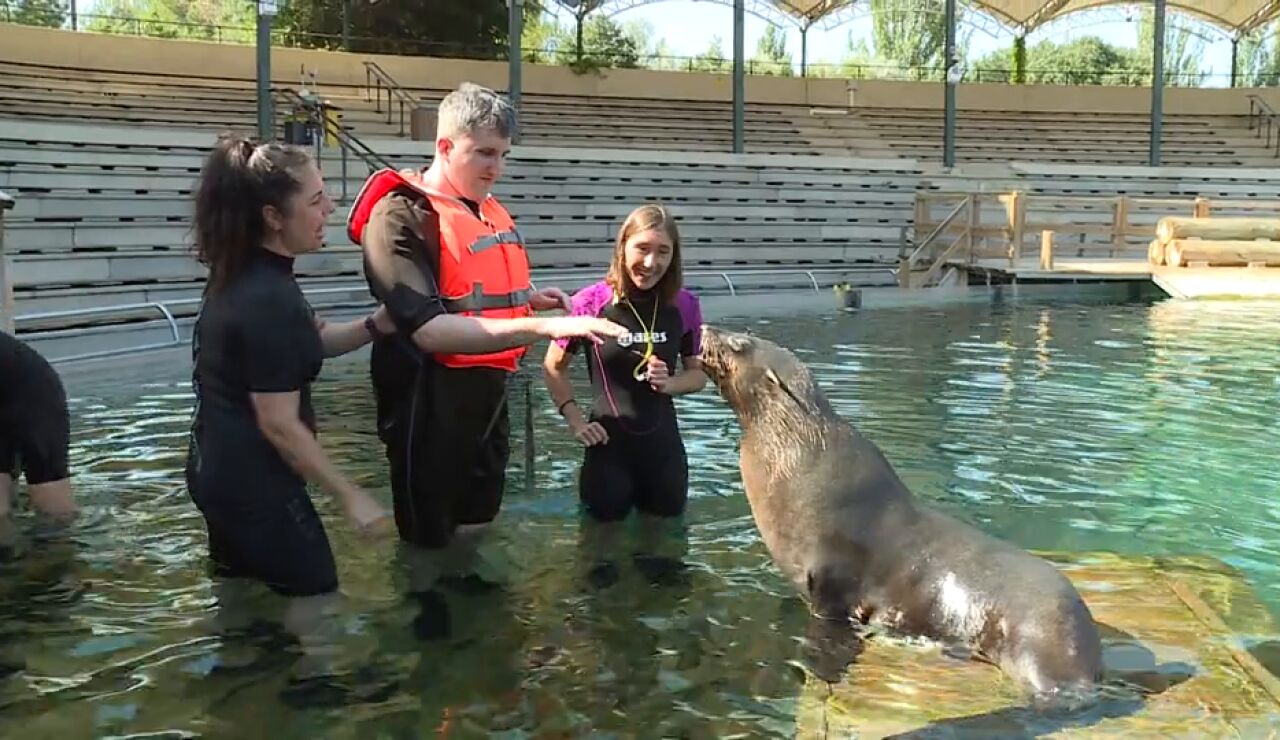 Bigotes y aletas que sanan: el poder terap&eacute;utico de los osos marinos. Un equipo de Espejo P&uacute;blico se sumerge en esta experiencia junto a usuarios y monitoras.