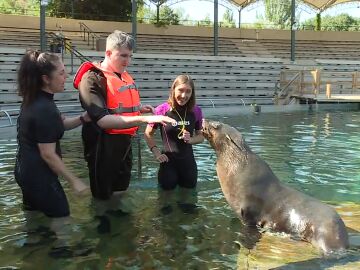 Bigotes y aletas que sanan: el poder terap&eacute;utico de los osos marinos. Un equipo de Espejo P&uacute;blico se sumerge en esta experiencia junto a usuarios y monitoras.