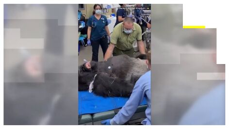 Gorila en una intervenci&oacute;n dental