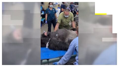 Gorila en una intervenci&oacute;n dental
